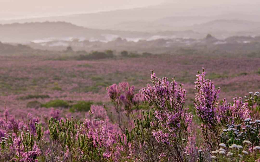 Conservation organisations unite